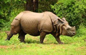 one-horn-rhino