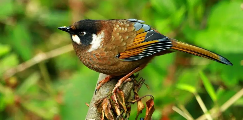 Chitwan Bird-Watching-Tour