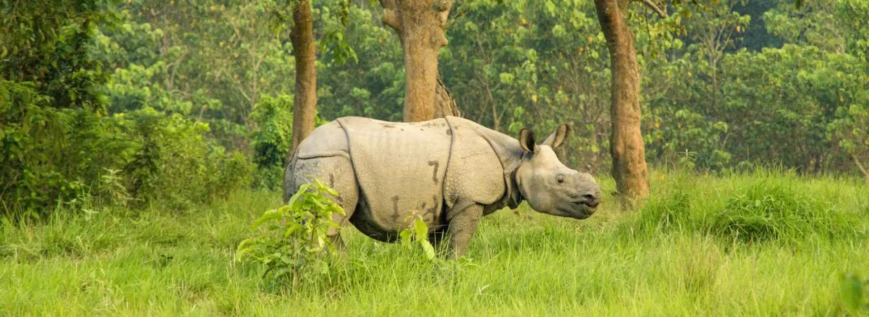 chitwan-rhino